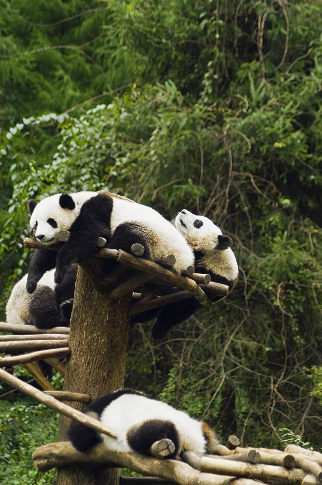 可爱熊猫图片(点击浏览下一张趣图)