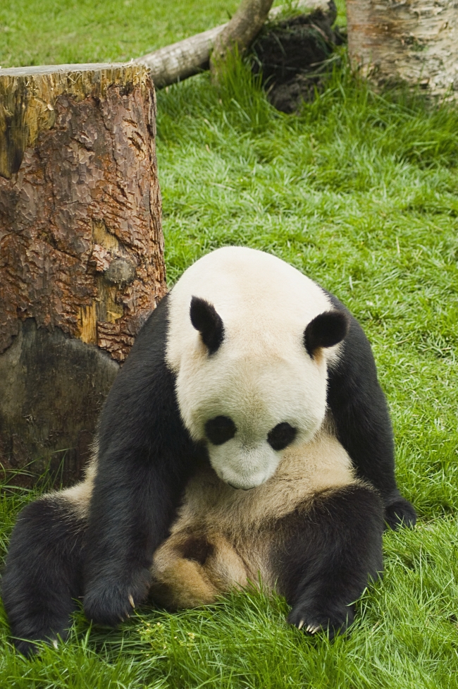 熊猫高清大图图片(点击浏览下一张趣图)