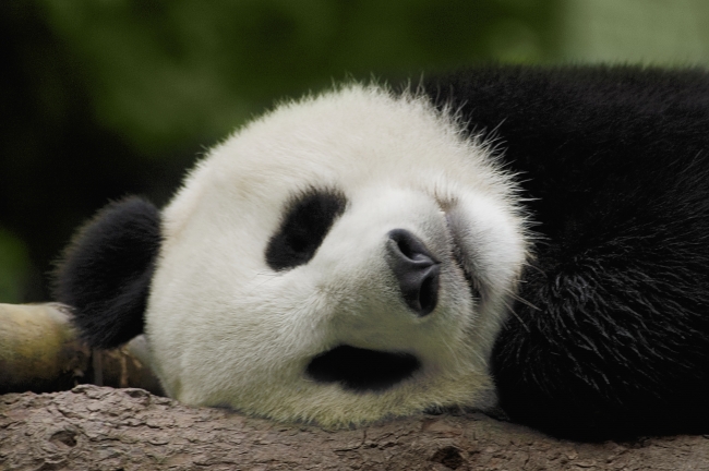 可爱小熊猫图片(点击浏览下一张趣图)