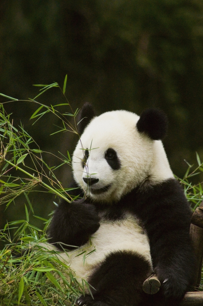 小熊猫的图片(点击浏览下一张趣图)