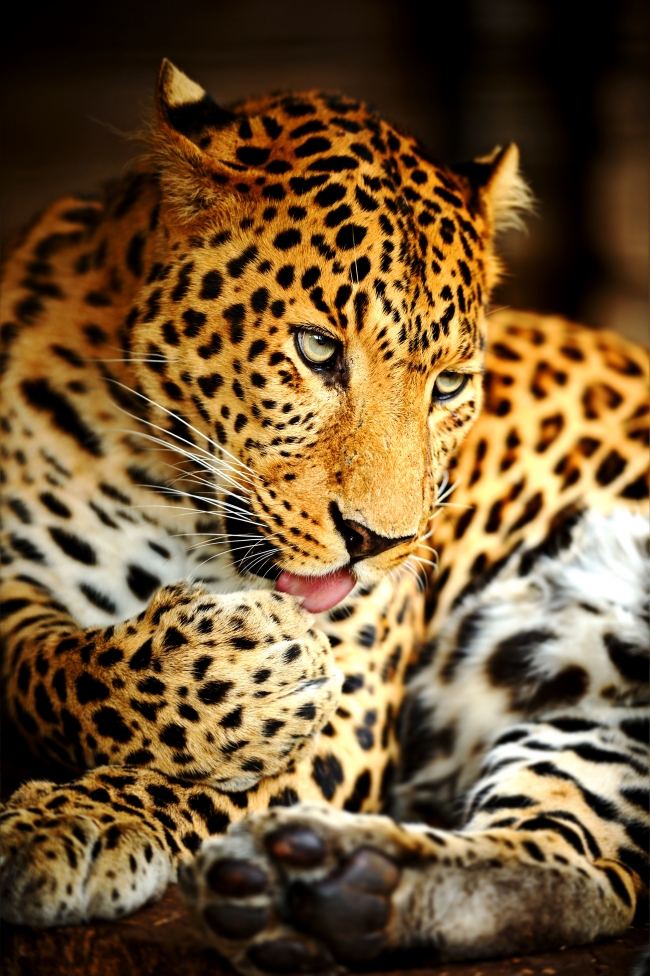 野生动物猎豹图片(点击浏览下一张趣图)