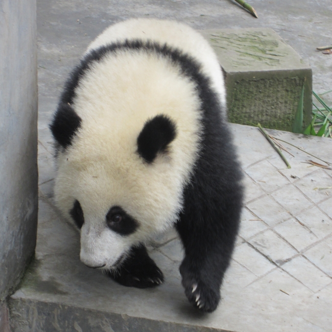 可爱熊猫高清大图图片(点击浏览下一张趣图)