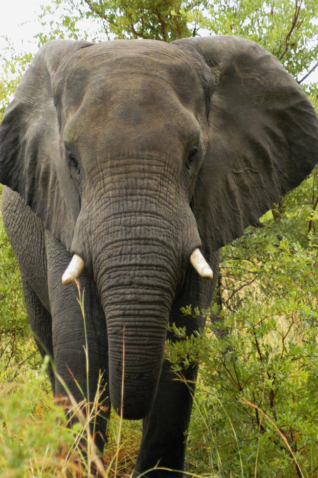 森林大象高清大图图片(点击浏览下一张趣图)