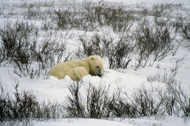 可爱北极熊图片(点击浏览下一张趣图)