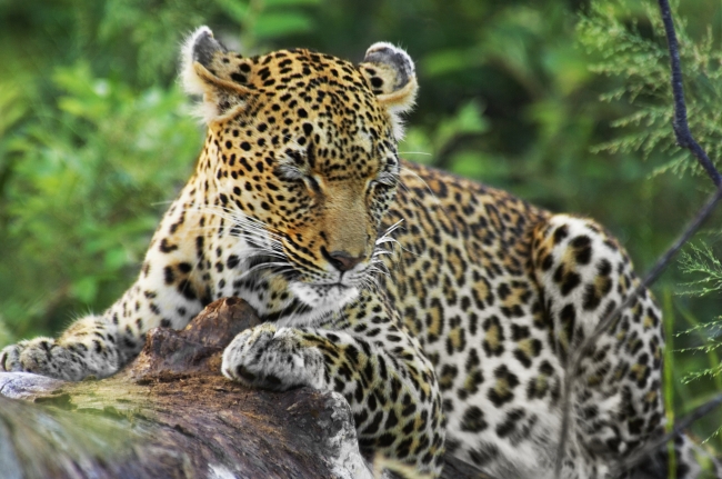 高清大图野生动物豹子图片(点击浏览下一张趣图)