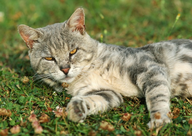 躺在草地的可爱小猫图片(点击浏览下一张趣图)