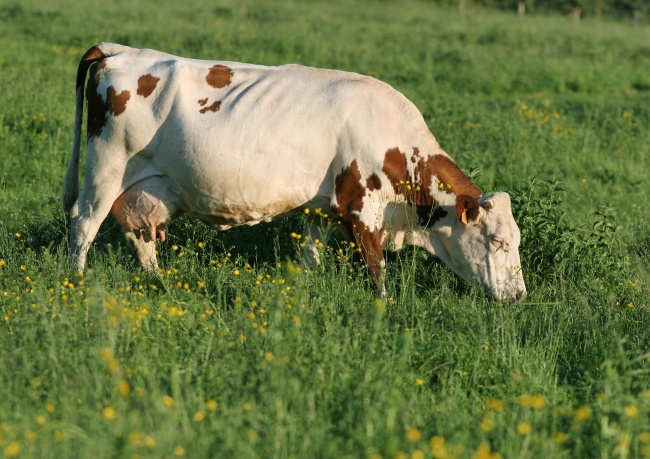草地奶牛图片(点击浏览下一张趣图)