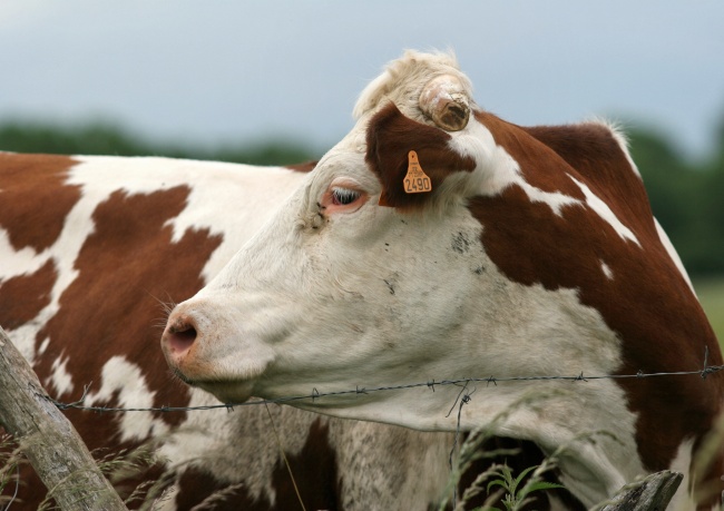 牧场奶牛图片(点击浏览下一张趣图)