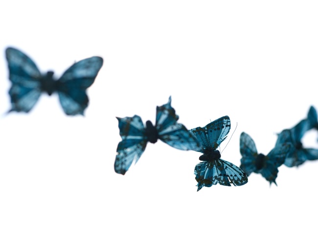 蓝色蝴蝶高清大图图片(点击浏览下一张趣图)