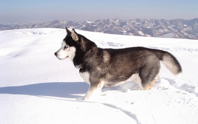 阿拉斯加雪橇犬图片(点击浏览下一张趣图)