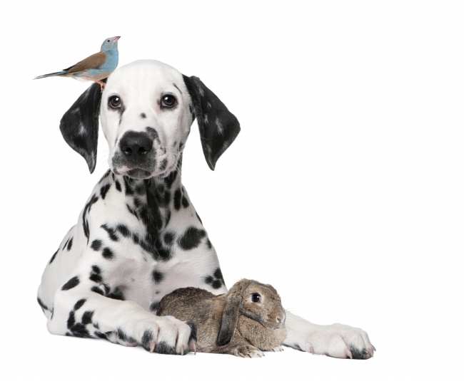 斑点狗和小兔图片(点击浏览下一张趣图)