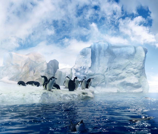 南极企鹅图片(点击浏览下一张趣图)