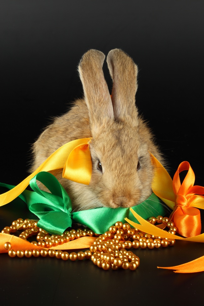 可爱小兔子图片(点击浏览下一张趣图)