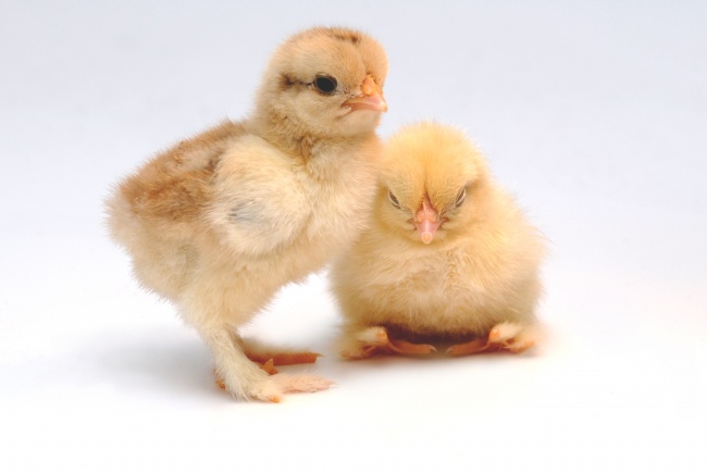 两只小鸡写真图片(点击浏览下一张趣图)