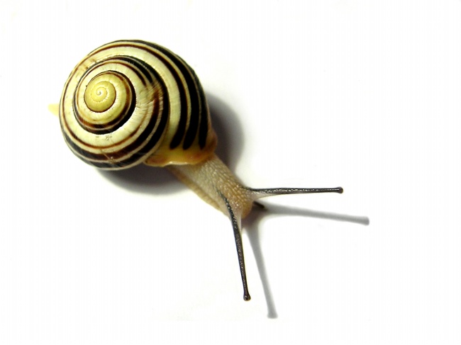 蜗牛图片(点击浏览下一张趣图)
