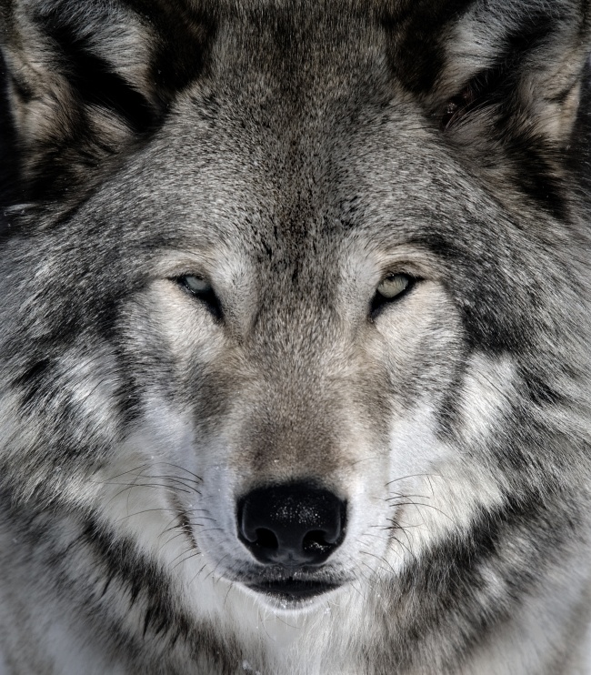 狼的图片(点击浏览下一张趣图)