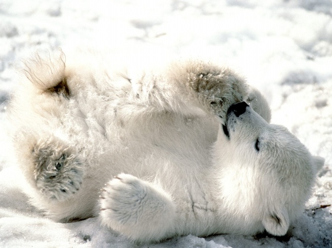 小北极熊图片(点击浏览下一张趣图)