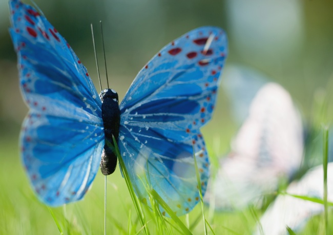 蓝色蝴蝶图片(点击浏览下一张趣图)