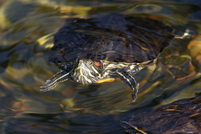 高清大图巴西龟图片(点击浏览下一张趣图)