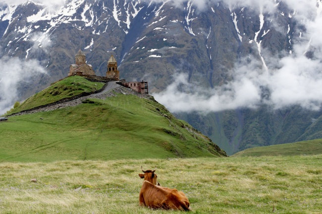 高原上的牛图片(点击浏览下一张趣图)