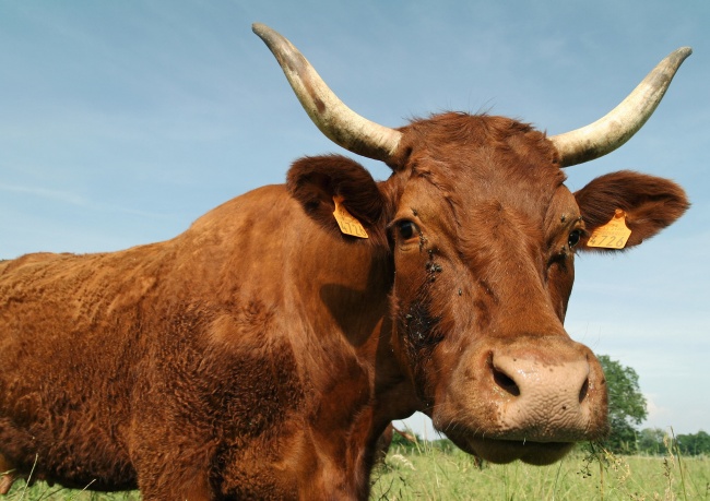 牧场奶牛图片(点击浏览下一张趣图)