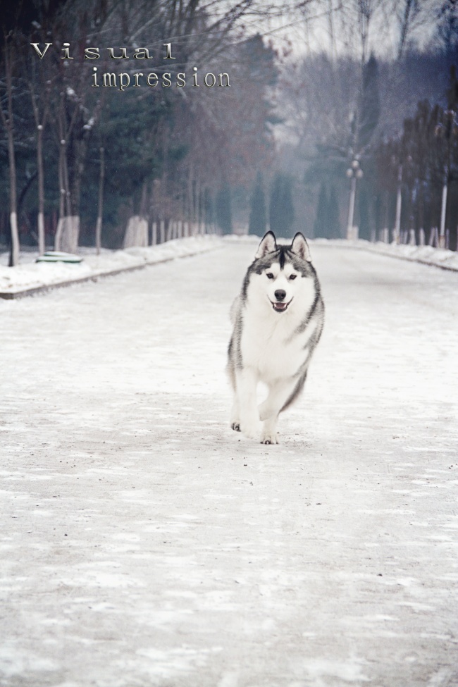哈士奇雪橇犬图片(点击浏览下一张趣图)