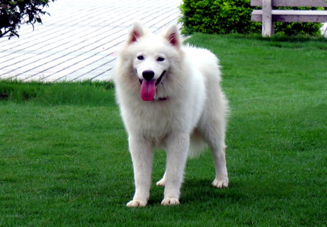 可爱萨摩犬图片(点击浏览下一张趣图)