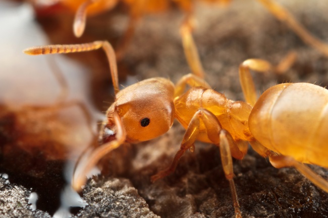 红蚂蚁图片(点击浏览下一张趣图)