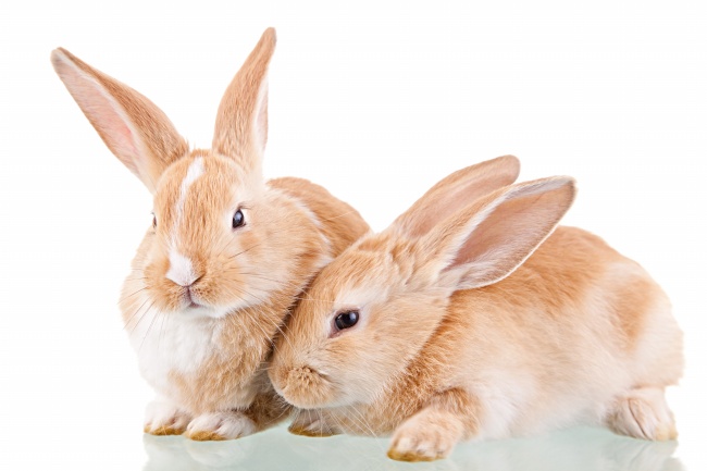 两只可爱橙色兔子图片(点击浏览下一张趣图)