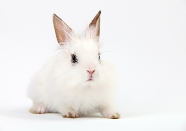 可爱小白兔图片(点击浏览下一张趣图)