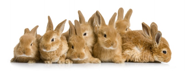 一排小兔子图片(点击浏览下一张趣图)