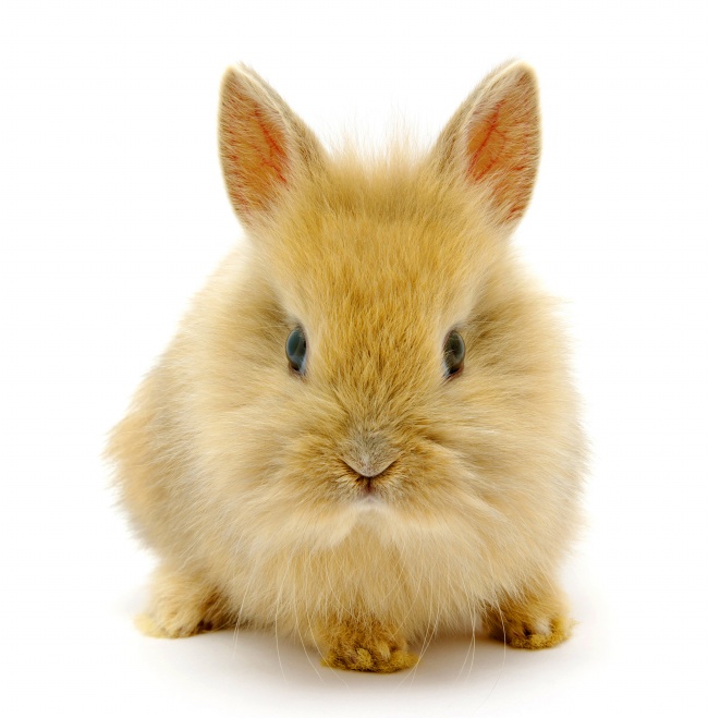 可爱橙色毛兔子图片(点击浏览下一张趣图)