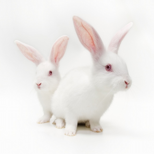 两只可爱小白兔图片(点击浏览下一张趣图)