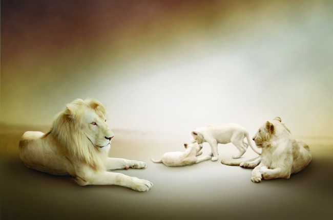 白色狮子素材图片(点击浏览下一张趣图)