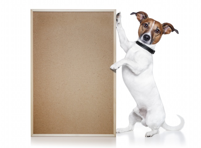 小狗和空白木板图片(点击浏览下一张趣图)