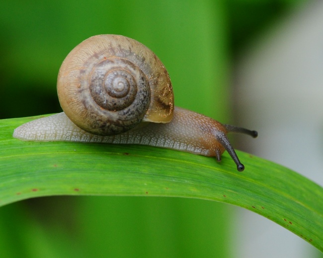 可爱蜗牛图片(点击浏览下一张趣图)