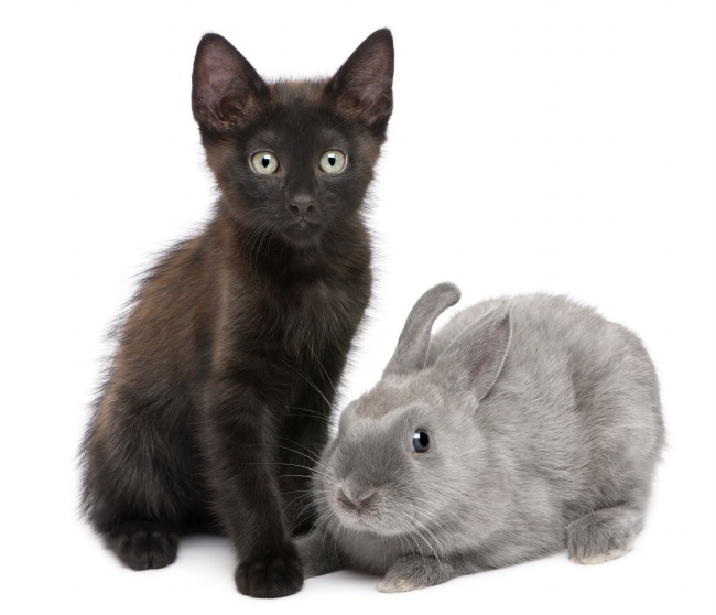 小猫和小兔图片(点击浏览下一张趣图)