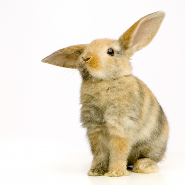 可爱小兔子图片(点击浏览下一张趣图)