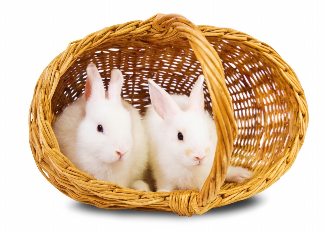 可爱小白兔图片(点击浏览下一张趣图)