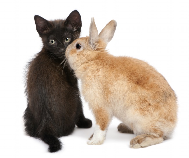 小兔和黑猫高清大图图片(点击浏览下一张趣图)