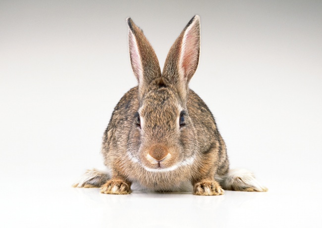 小兔图片(点击浏览下一张趣图)