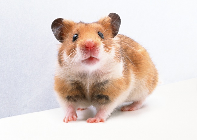 可爱老鼠图片(点击浏览下一张趣图)