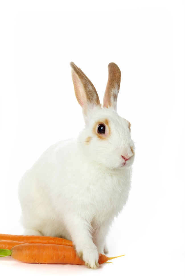 可爱的小白兔图片(点击浏览下一张趣图)