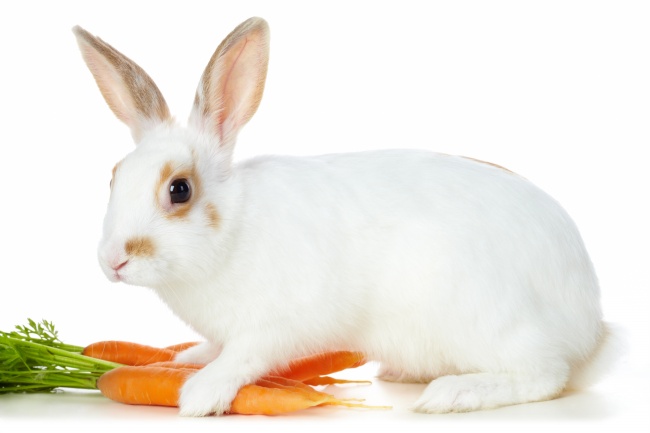 小白兔的图片(点击浏览下一张趣图)