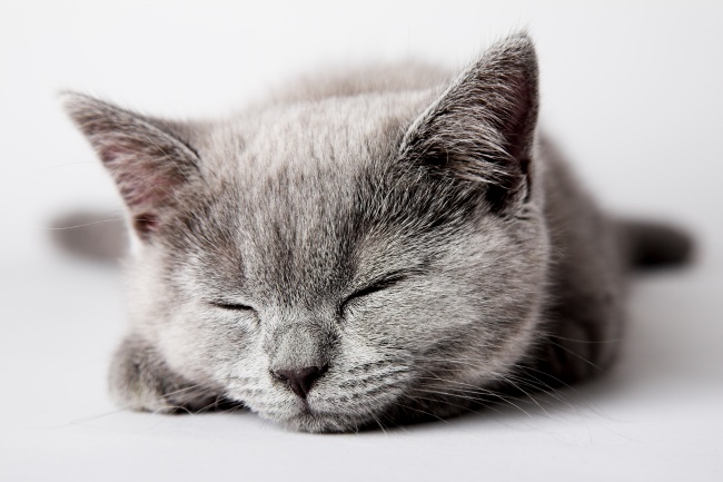 灰色可爱可爱小猫图片(点击浏览下一张趣图)