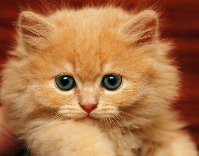 可爱黄色可爱小猫图片(点击浏览下一张趣图)