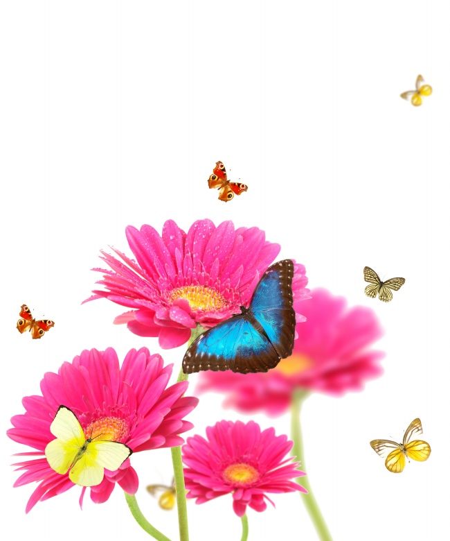 鲜花蝴蝶图片素材(点击浏览下一张趣图)