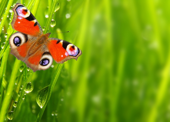 大自然蝴蝶图片(点击浏览下一张趣图)