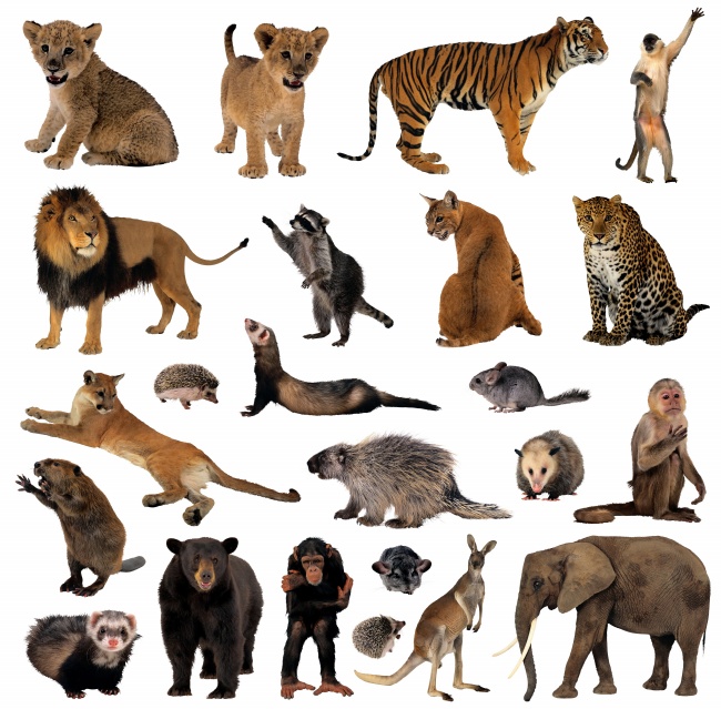 森林动物种类图片(点击浏览下一张趣图)