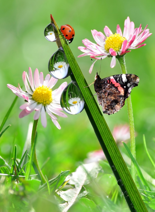 大自然蝴蝶写真图片(点击浏览下一张趣图)